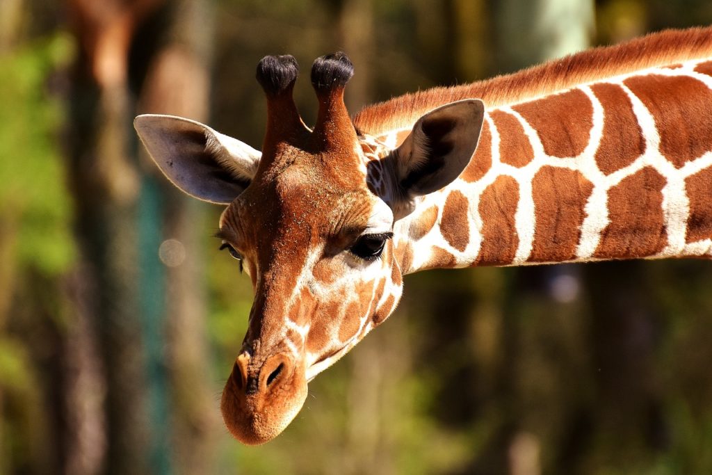 Picture of wildlife: giraffe